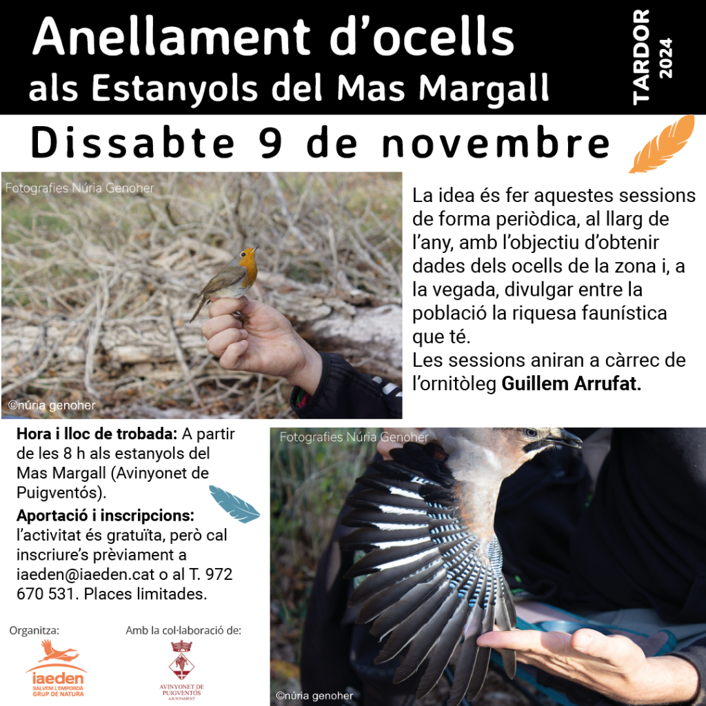 OCELL ANELLAMENT FAUNA ACTIVITATS NATURA